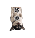 チワワのちくわです（個別スタンプ：1）