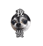 チワワのちくわです（個別スタンプ：4）