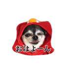チワワのちくわです（個別スタンプ：6）