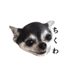 チワワのちくわです（個別スタンプ：13）