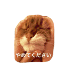 きららの毎日つかえるスタンプ（個別スタンプ：4）