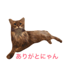 きららの毎日つかえるスタンプ（個別スタンプ：16）