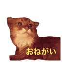 きららの毎日つかえるスタンプ（個別スタンプ：25）