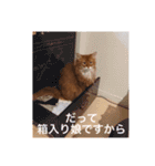 きららの毎日つかえるスタンプ（個別スタンプ：29）