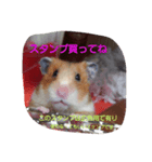 動物達、（個別スタンプ：1）