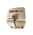 動物達、（個別スタンプ：5）