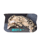 動物達、（個別スタンプ：6）