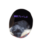 動物達、（個別スタンプ：8）