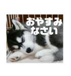 ハスキー犬 サキ（個別スタンプ：1）