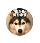 ハスキー犬 サキ（個別スタンプ：2）