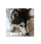 ハスキー犬 サキ（個別スタンプ：3）