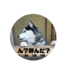 ハスキー犬 サキ（個別スタンプ：4）