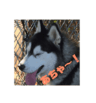ハスキー犬 サキ（個別スタンプ：5）