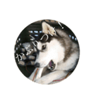 ハスキー犬 サキ（個別スタンプ：6）