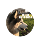 ハスキー犬 サキ（個別スタンプ：7）