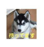 ハスキー犬 サキ（個別スタンプ：8）