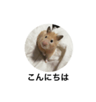 ハムスターのポテトちゃん（個別スタンプ：14）