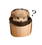 犬のもこ（個別スタンプ：1）