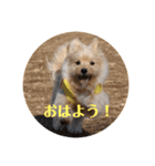 犬のもこ（個別スタンプ：2）