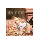 犬のもこ（個別スタンプ：3）