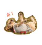 犬のもこ（個別スタンプ：4）