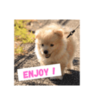 犬のもこ（個別スタンプ：5）