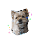 犬のもこ（個別スタンプ：6）