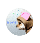 犬のもこ（個別スタンプ：7）