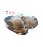 犬のもこ（個別スタンプ：8）