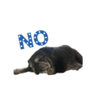 No pug No life（個別スタンプ：7）