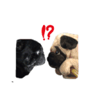 No pug No life（個別スタンプ：19）