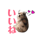 みゅうとリン 2（個別スタンプ：15）