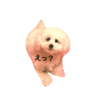 みろまる（個別スタンプ：1）