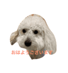 みろまる（個別スタンプ：3）