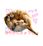 我が家のケモノ達 2nd（個別スタンプ：3）