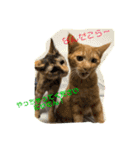 我が家のケモノ達 2nd（個別スタンプ：4）