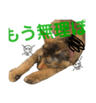 我が家のケモノ達 2nd（個別スタンプ：5）