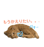 我が家のケモノ達 2nd（個別スタンプ：6）