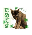我が家のケモノ達 2nd（個別スタンプ：11）