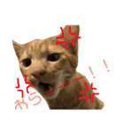 我が家のケモノ達 2nd（個別スタンプ：14）