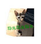 我が家のケモノ達 2nd（個別スタンプ：15）