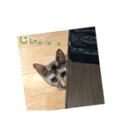 我が家のケモノ達 2nd（個別スタンプ：16）