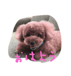 ひめちゃん（トイプードル）（個別スタンプ：1）
