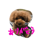 ひめちゃん（トイプードル）（個別スタンプ：5）