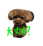 ひめちゃん（トイプードル）（個別スタンプ：12）