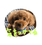 ひめちゃん（トイプードル）（個別スタンプ：14）