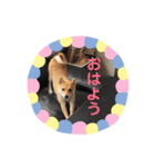 豆柴日記（個別スタンプ：2）