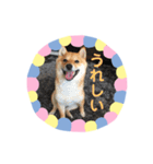 豆柴日記（個別スタンプ：4）