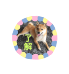 豆柴日記（個別スタンプ：5）