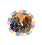 豆柴日記（個別スタンプ：10）